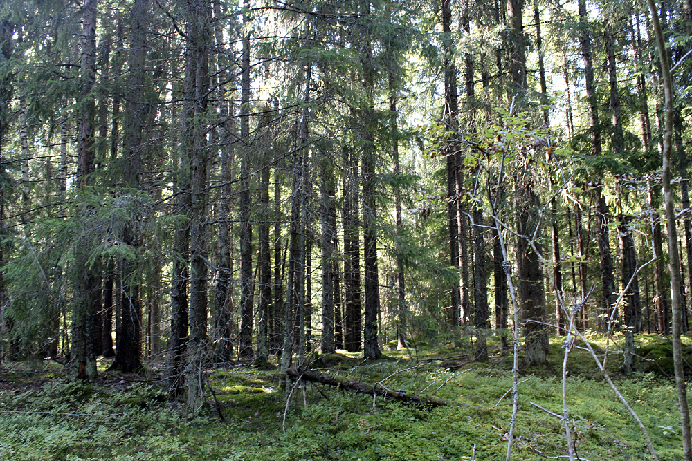 SLC - Granskog 1