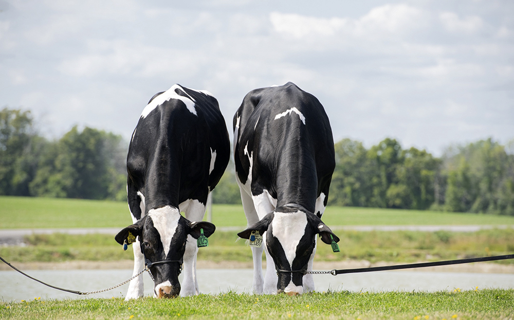 SLC - Semex Greycup Graziano