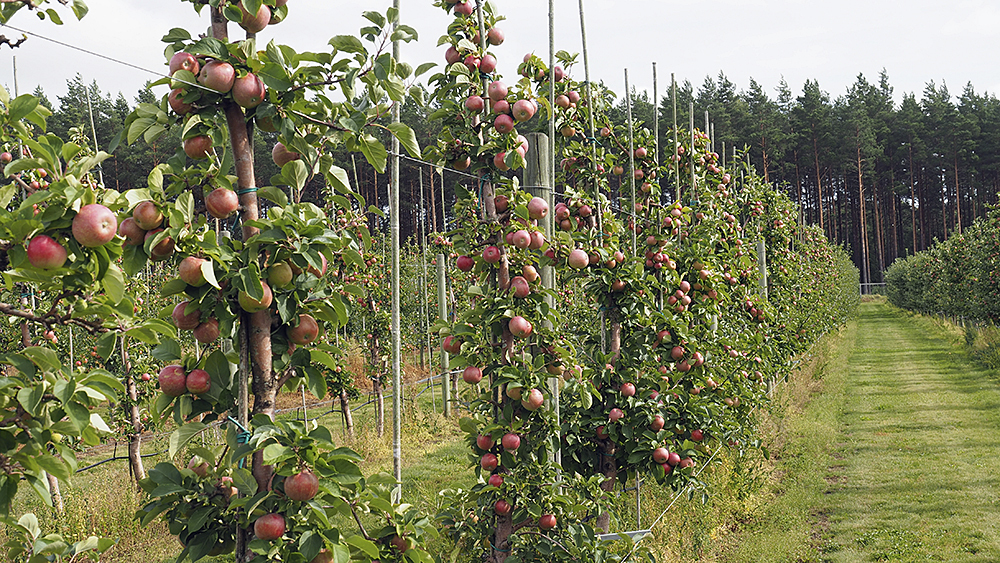 SLC - Appelodling Frukt Och Barodlarnas Forbund