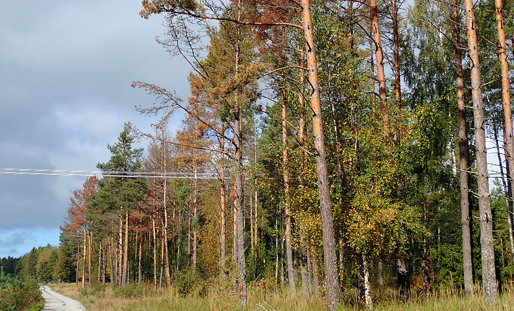 SLC - Kohde Okakaarnakuoriainen Ylioja