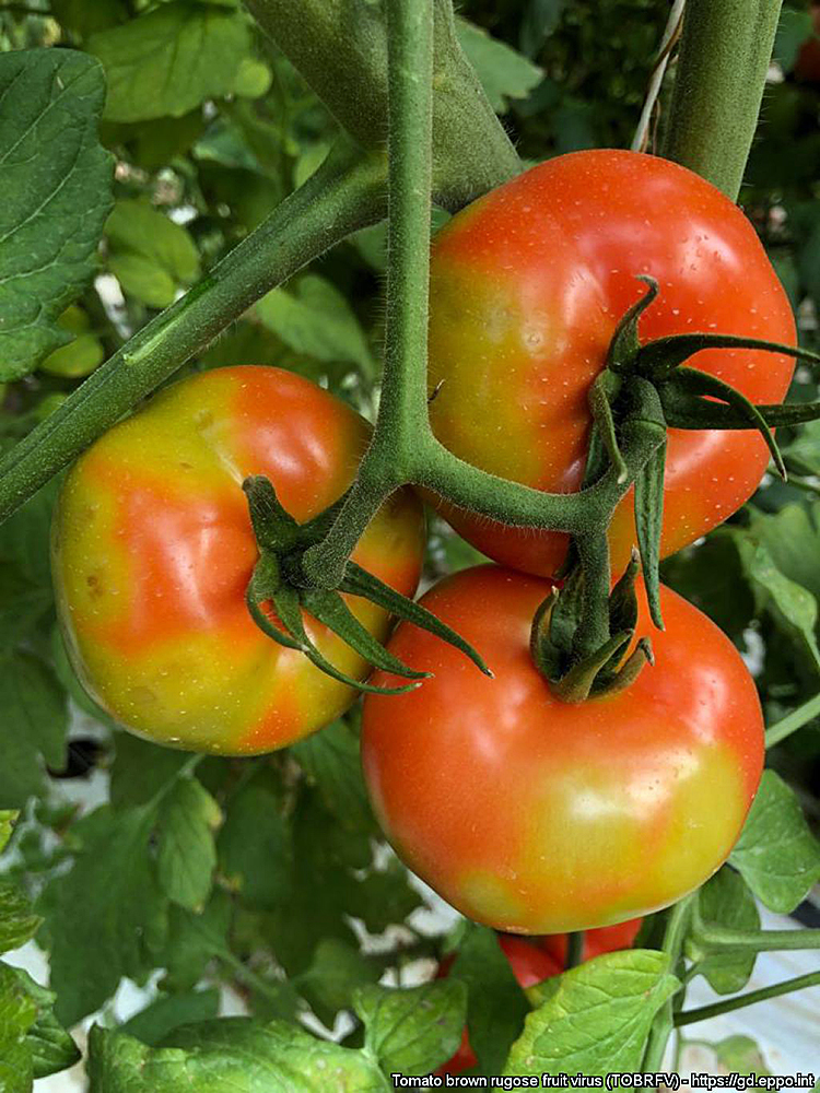 SLC - Tobrfv Tomaatti Suuri