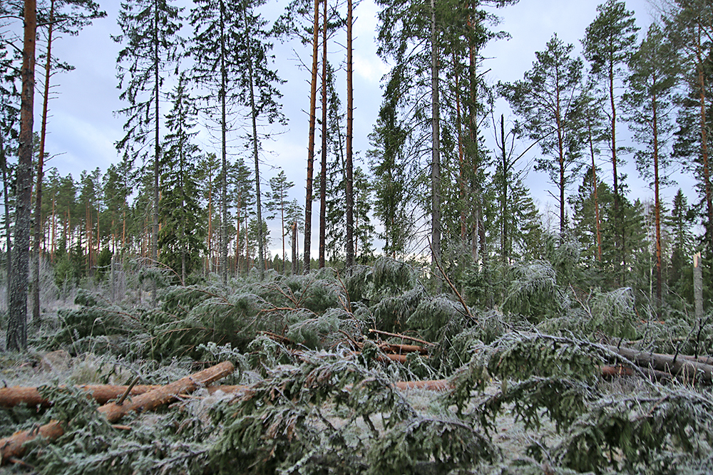 SLC - Vindfallen I Satakunta 4 11 2024 Bild Jani Leivo Skogscentralen